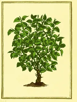 Stimulant: Myrrh