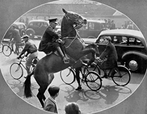Inexperienced: Accustoming a horse to traffic before the Coronation