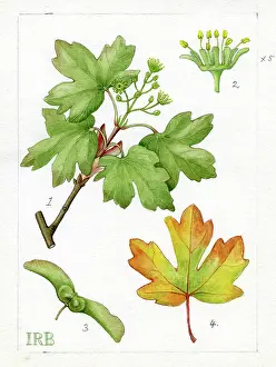 Isobel: Acer campestre - field maple