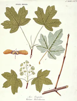 Maple: Acer campestre, field maple