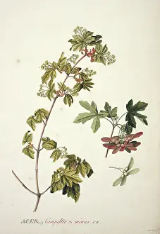 Dionysius: Acer campestre L. field or Engliah maple