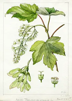 Dandy: Acer pseudoplatanus - sycamore