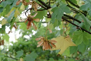 Sapindales: Acer pseudoplatanus, sycamore