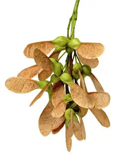 Sapindales: Acer pseudoplatanus, sycamore
