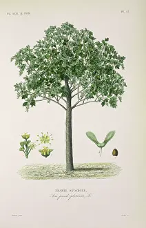 Regne: Acer pseudoplatanus, sycamore or great maple