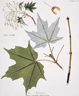 Maple: Acer sacharenum, rock maple tree