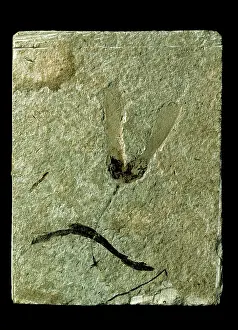 Fortey: Acer trilobatum, miocene maple seeds