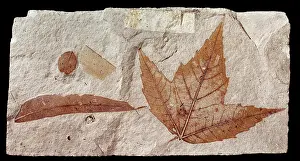 Kenrick: Acer trilobatum, sycamore or maple leaf
