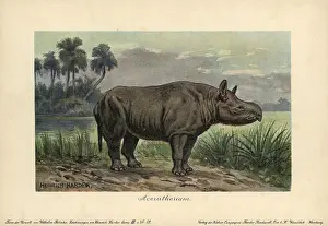 Harder: Aceratherium, extinct genus of rhinoceros from