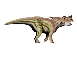 Centrosaurinae: Achelousaurus dinosaur