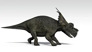 Achelousaurus: Achelousaurus dinosaur, white background