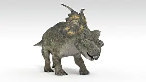 Achelousaurus: Achelousaurus dinosaur, white background