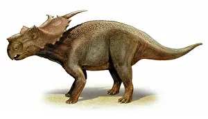 Achelousaurus: Achelousaurus horneri, a prehistoric era dinosaur