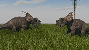 Achelousaurus: Achelousauruses confrontation in swamp grass