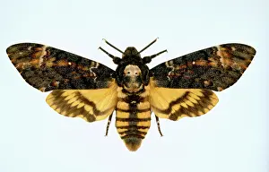 Sphingidae: Acherontia atropos, death's-head hawk-moth