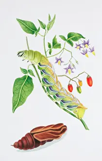 Pupa: Acherontia atropos, death's-head hawk-moth