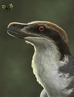 Coleoptera: Acheroraptor dromaeosaurid dinosaur with hispine beetle