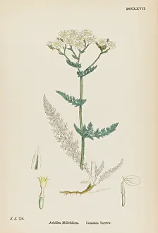Achillea: ACHILLEA MILLEFOLIUM
