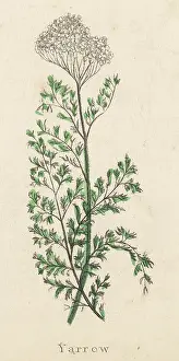 Achillea: ACHILLEA MILLEFOLIUM
