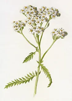 Achillea: ACHILLEA MILLEFOLIUM