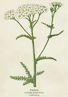 Achillea: Achillea Millefolium