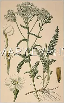 Achillea: ACHILLEA MILLEFOLIUM