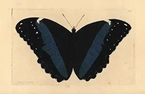 Morpho: Achilles morpho butterfly variety, Morpho achilles var