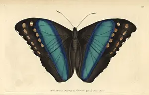 Morpho: Achilles morpho or great blue-banded butterfly