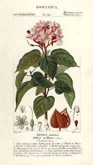 Lutea: Achiote or lipstick tree, Bixa orellana