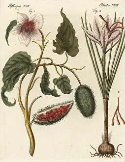 Sativus: Achiote and saffron crocus