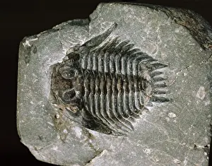 Coronata: Acidaspis coronata, spiny trilobite