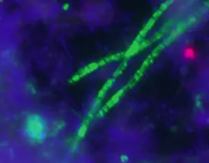 Molecule: Acidobacterium