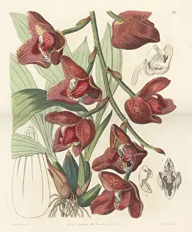 John Lindley: Acineta superba orchid