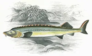 Sturgeon: Acipenser Huso, or Beluga sturgeon