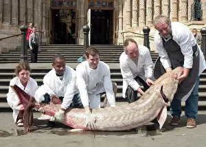 Sturgeon: Acipenser sp. sturgeon