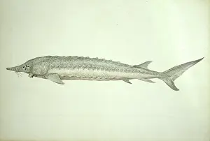 Sturgeon: Acipenser sturio, common sturgeon