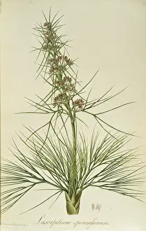 Endeavour: Aciphylla squarrosa, speargrass