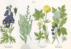 Aconite: Aconite flower