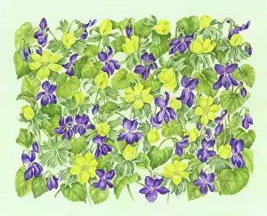 Overall: Aconites and Dog Violets