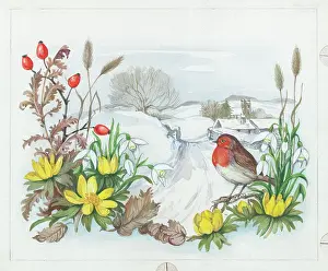 Aconites: Aconites, snowdrops, hips and robin in winter landscape