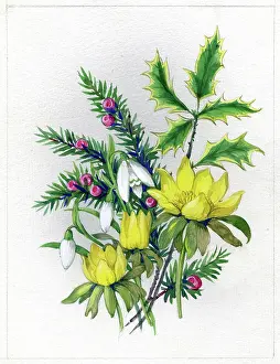 Patience: Aconites, snowdrops, yew and holly