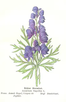 Bane: Aconitum