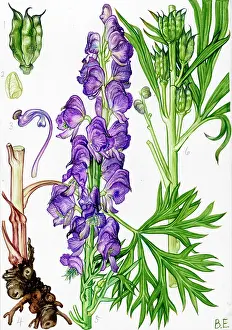 Aconitum: Aconitum anglicum