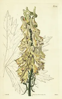 Weddell: Aconitum orientale