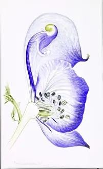 Ranunculaceae: Aconitum variegatum, monkshood