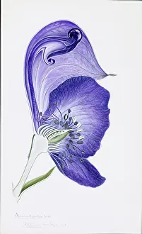 Ranunculaceae: Aconitumm napellus, monk's-hood
