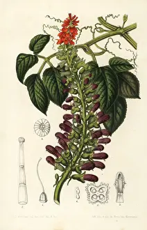 Stroobant: Acoquila, Tourrettia lappacea