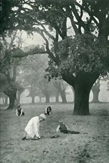 Acorns: The Acorn Harvest at Chingford, Epping Forest