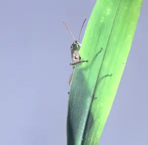 Orthoptera: Acrididae, grasshopper