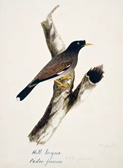 Bushby: Acridotheres fuscus, jungle myna